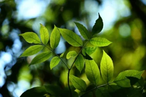 160 Best Photosynthesis Puns and Jokes The Root of All Laughter