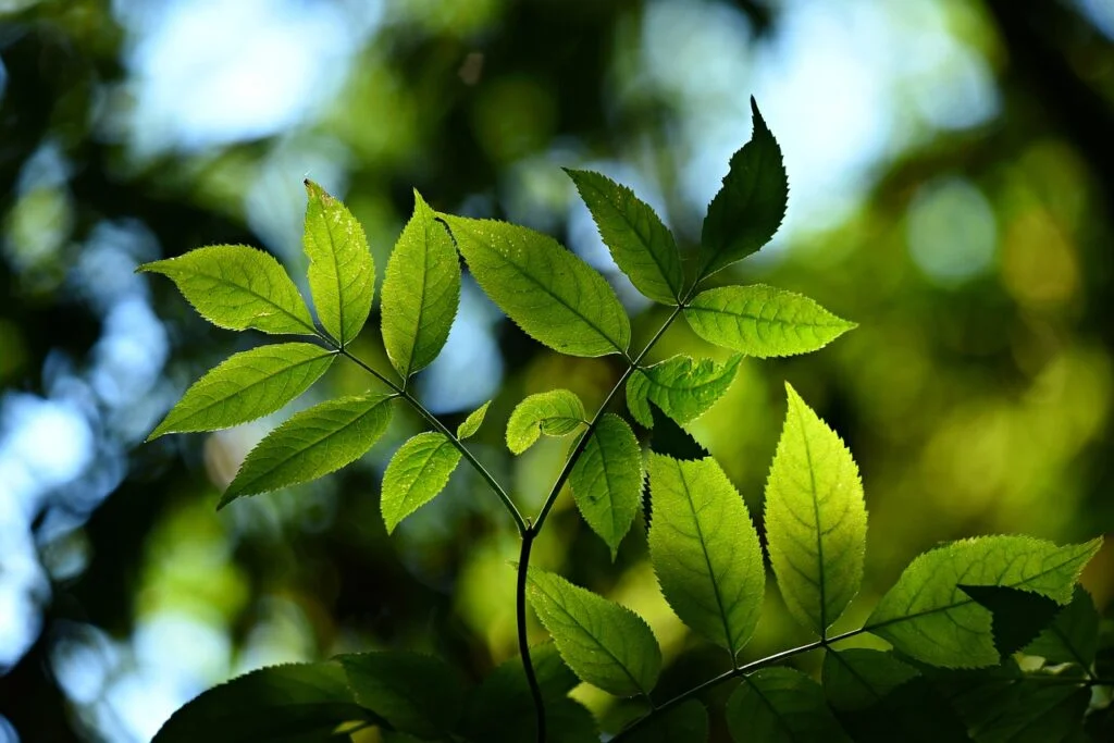 160 Best Photosynthesis Puns and Jokes The Root of All Laughter